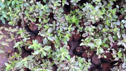 Holy basil, Ocimum tenuiflorum also called tulsi plant view 