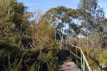 The Blue Mountains national park tracks in the bush, Australia