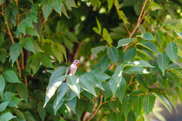 Hummingbird (Calypte Anna) sits on a branch. 