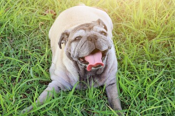 Fototapeta premium Cute fat dog pug