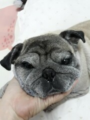 Cute fat dog pug