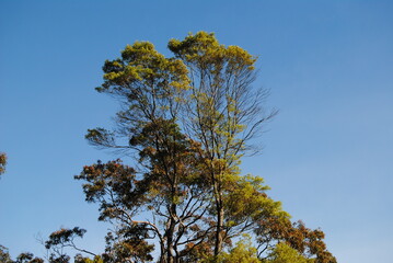 Treetops in the sunlight with the clean sky background 