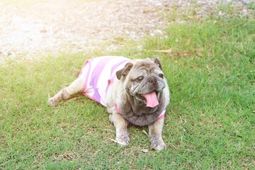 Fototapeta premium Cute fat dog pug