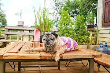 Portrait of an old pug dog Cute fat dog Sitting, smiling happy, seeing funny teeth on a wooden table, selectable focus