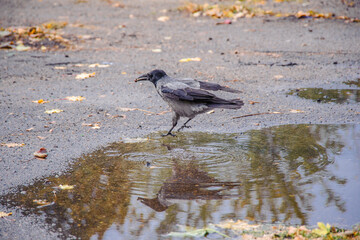 Crow in a puddle against the background of the autumn sky.