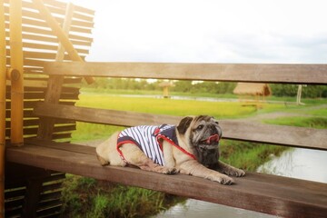 Portrait of an old pug dog Cute fat dog Sitting, smiling happy, seeing funny teeth on a wooden table, selectable focus