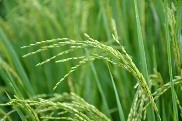 he green ripe paddy plant grains in the season.