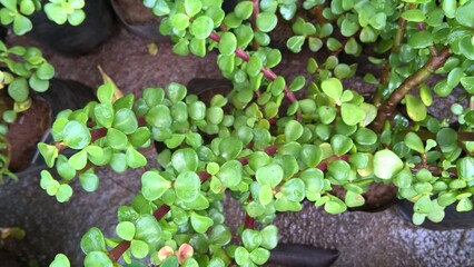 scenic view of Jade plant