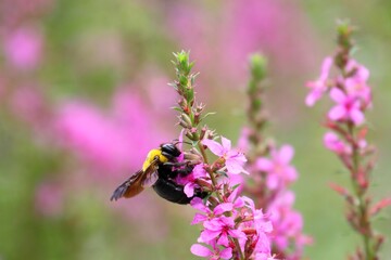 ミソハギとキムネクマバチ