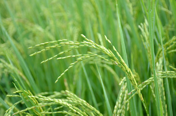 he green ripe paddy plant grains in the season.