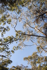 Obraz premium Treetops in the sunlight with the clean sky background 
