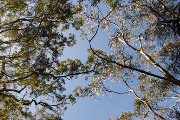 Treetops in the sunlight with the clean sky background 
