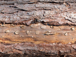 Harvester marks on surface of cut tree trunk in pile.