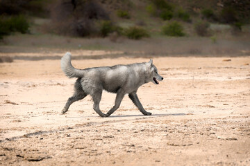 A Siberian Husky male is running in the beach. The dog has very dirty wet grey and white colored fur.  The surface is brown sand, clay. Some dried plants and greenery at background.