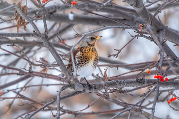 Fieldfare is sitting on branch in winter or autumn blurred background.