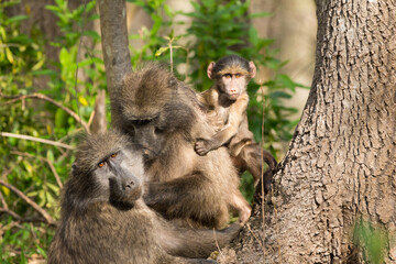 group portrait wild Chacma baboons (Papio ursinus) family with baby and two adults in a forest in South Africa