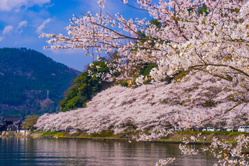 琵琶湖・海津大崎の桜