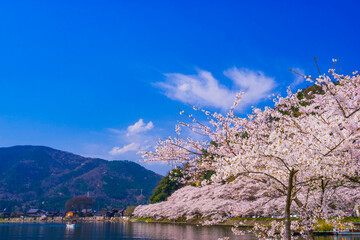 琵琶湖・海津大崎の桜 © 潤司 川岸