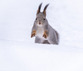 Squirrel quickly runs through the white snow.