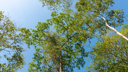 Fototapeta premium Forest trees. Blue sky in background.