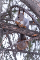 The squirrel sits on a fir branches in the winter or autumn.