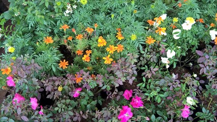 scenic view of orange flowers and plant