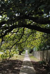 The Wentworth Falls town street in the Blue Mountains national park, Australia