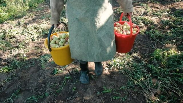 farmer with two buckets of apples. The concept of natural, healthy food. Work in the garden with the harvest. Part-time work for pensioners in agriculture. business. Close-up