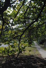 The Wentworth Falls town street in the Blue Mountains national park, Australia