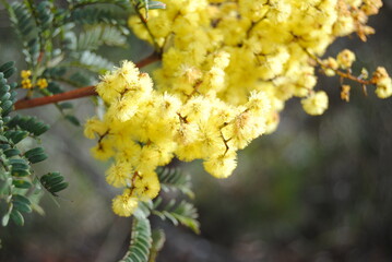 Wattle native Australian flower blooming in winter in the Blue mountains national park, Australia