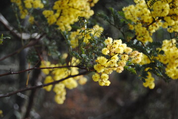 Wattle native Australian flower blooming in winter in the Blue mountains national park, Australia