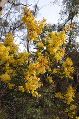 Wattle native Australian flower blooming in winter in the Blue mountains national park, Australia