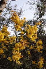 Wattle native Australian flower blooming in winter in the Blue mountains national park, Australia