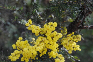 Wattle native Australian flower blooming in winter in the Blue mountains national park, Australia