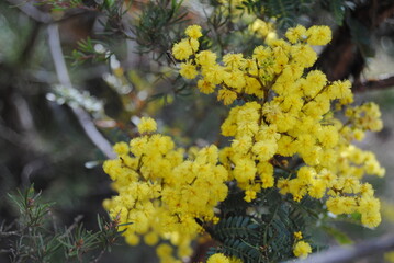 Wattle native Australian flower blooming in winter in the Blue mountains national park, Australia