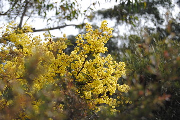 Wattle native Australian flower blooming in winter in the Blue mountains national park, Australia