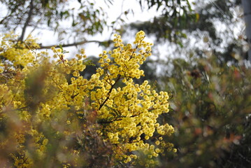 Wattle native Australian flower blooming in winter in the Blue mountains national park, Australia