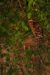 Fototapeta na wymiar Buffy Fish Owl (Ketupa ketupu) in Borneo, Malaysia - マレーウオミミズク