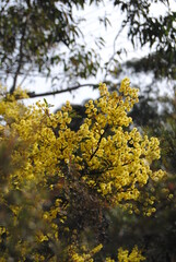 Wattle native Australian flower blooming in winter in the Blue mountains national park, Australia