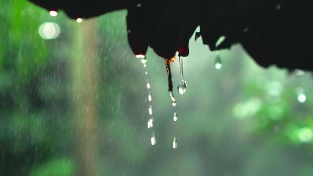 Close up shot, Raindrops from leaf roof, slow motion in 120 fps. Tropical summer rain falling in garden.
