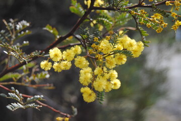 Wattle native Australian flower blooming in winter in the Blue mountains national park, Australia