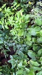 scenic view of green leaves and plants