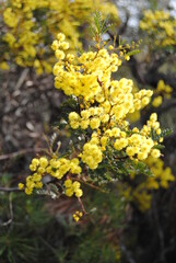 Wattle native Australian flower blooming in winter in the Blue mountains national park, Australia