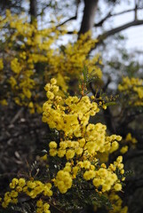Wattle native Australian flower blooming in winter in the Blue mountains national park, Australia