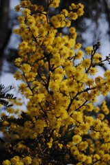 Wattle native Australian flower blooming in winter in the Blue mountains national park, Australia