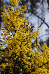 Wattle native Australian flower blooming in winter in the Blue mountains national park, Australia