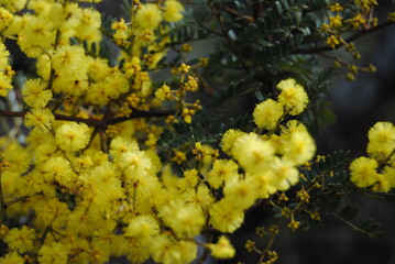 Wattle native Australian flower blooming in winter in the Blue mountains national park, Australia