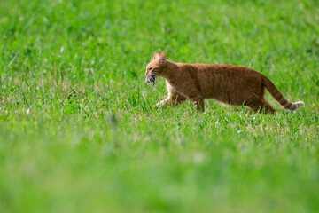 Katze bei der Mäusejagd