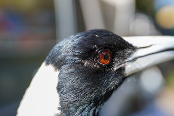 Friendly Australian Magpie Looking for Food