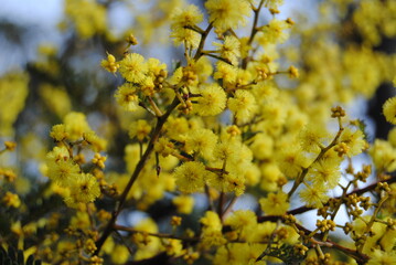 Wattle native Australian flower blooming in winter in the Blue mountains national park, Australia